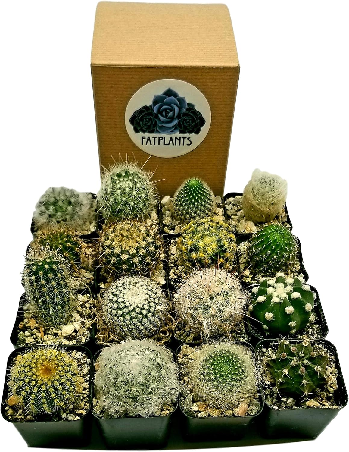 Mini Cactus Plants in Plastic Planters for Unique Decor