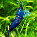 Swimming Creatures 20 Blue Diamond (Blue Dream) Premium Neocaridina