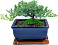 Live Dwarf Juniper Bonsai Tree 7 Year Old - Hand-Made Bamboo Stand