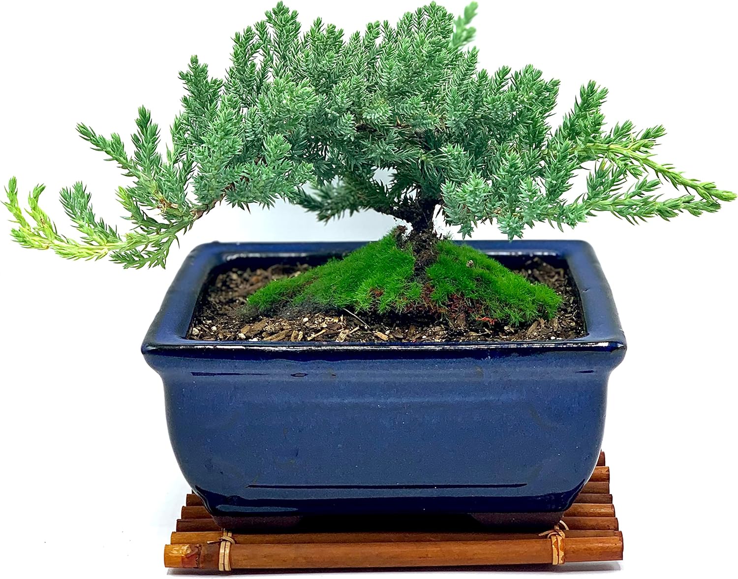 Live Dwarf Juniper Bonsai Tree for Home and Office Decor
