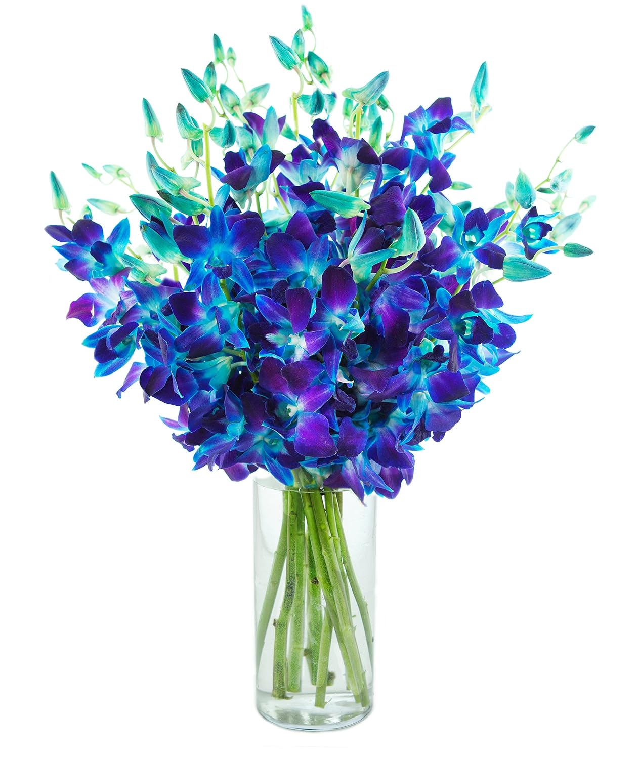 Exotic Blue Sapphire Orchid Bouquet of 20 Fresh Dendrobium Orchids