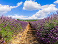 Grosso Lavender Plants - Fragrant Perennial for Your Garden