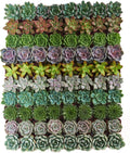 Rosette Succulent Plant Pack Collection - Pack of 100 live mini