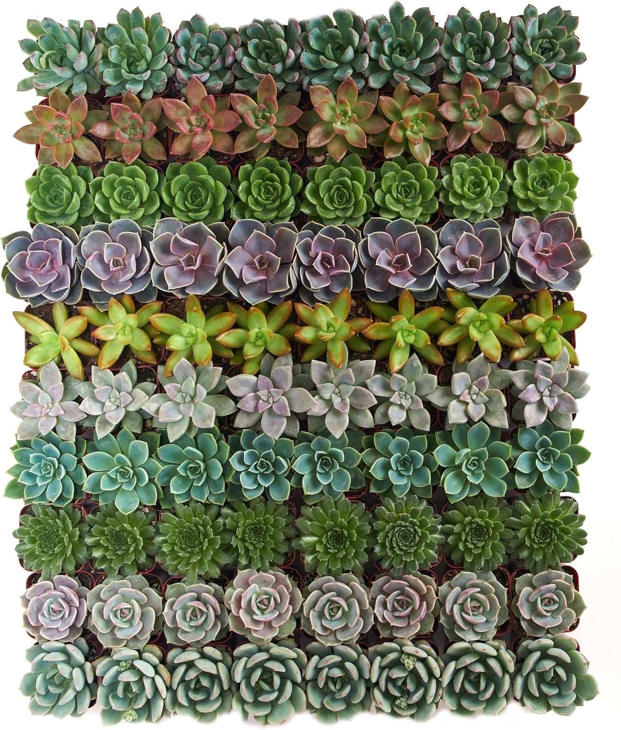 Rosette Succulent Plant Pack Collection - Live Mini Succulents
