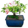 Live Azalea Bonsai Tree for Indoor and Outdoor Decor