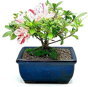 Live Azalea Bonsai Tree for Indoor and Outdoor Decor