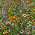 Pollinator and Butterfly Mix Bulk Wildflower Seeds 1lb - Meadow