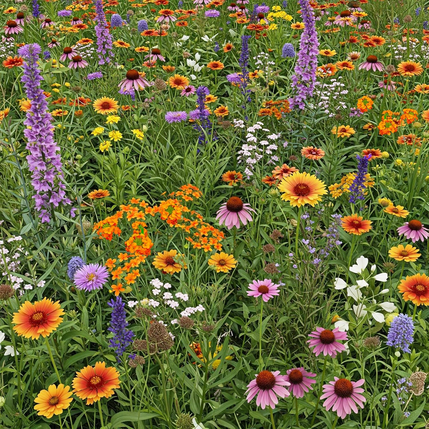 Pollinator and Butterfly Mix Bulk Wildflower Seeds for Gardens