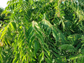 Fresh Curry Leaves 4 lb - Highly Aromatic, USDA Inspected