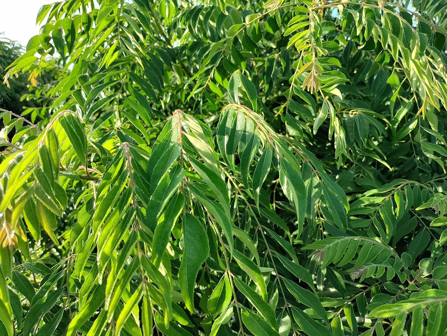 FRESH Curry Leaves - Highly Aromatic and Flavorful 4 lb Pack