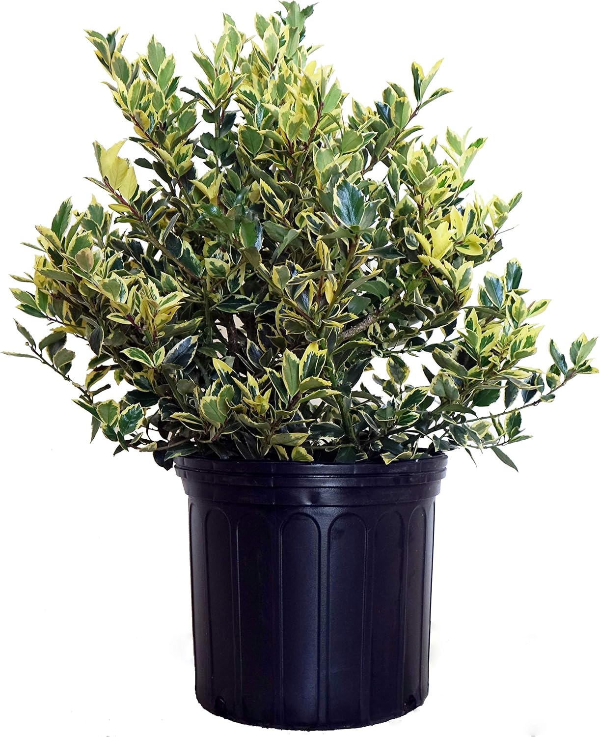 Ilex X meserveae 'Honey Maid' Varigated Holly for Your Garden