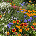 Ferry-Morse Southwest Mix Bulk Wildflower Seeds Review