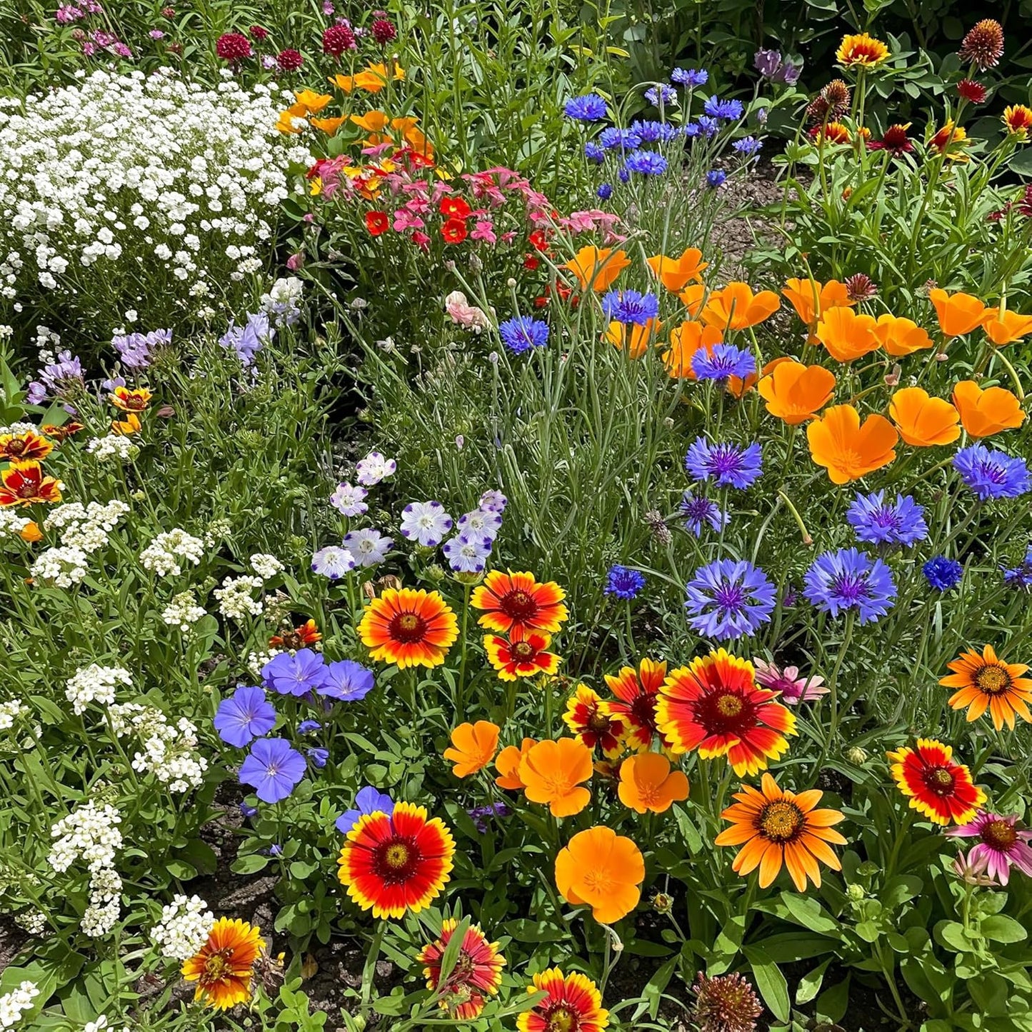 Ferry-Morse Southwest Mix Bulk Wildflower Seeds Review