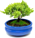 Live Dwarf Juniper Bonsai Tree Small - Handcrafted Indoor/Outdoor