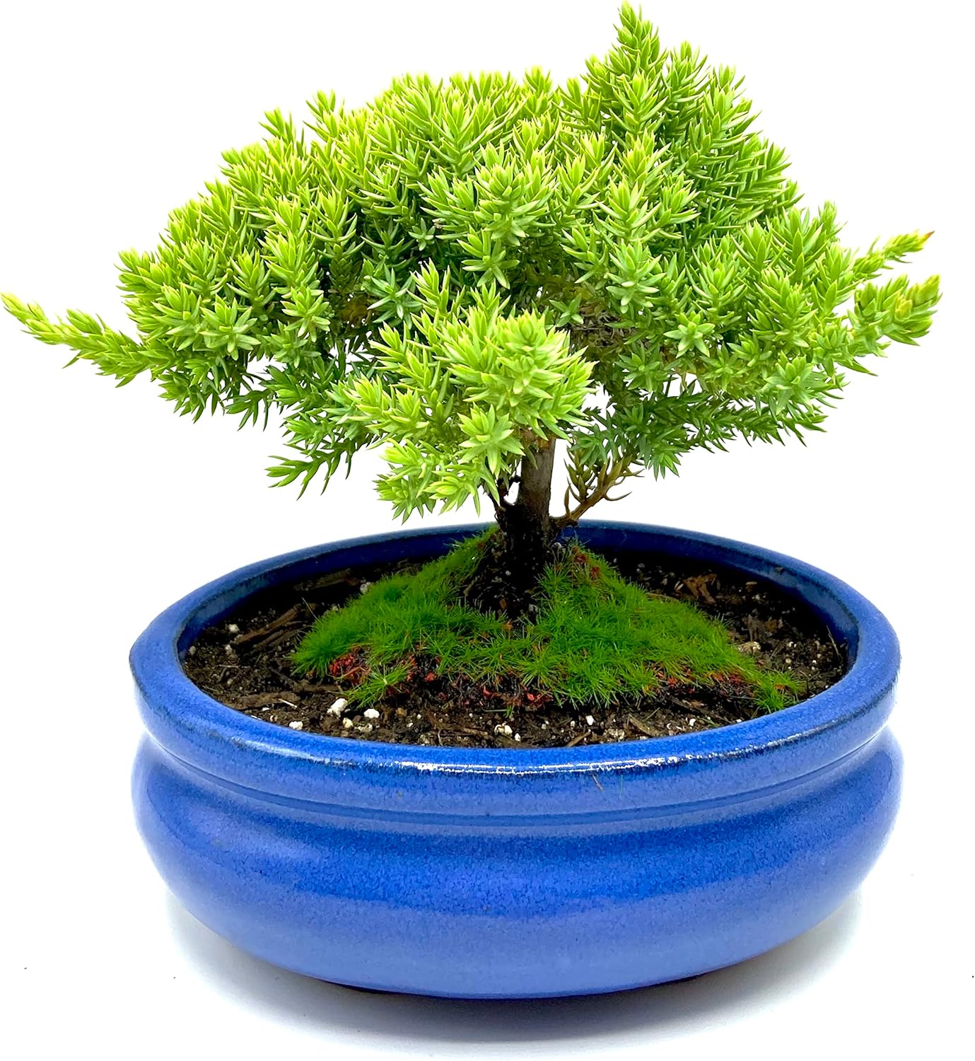 Live Dwarf Juniper Bonsai Tree Small for Home and Office Decor