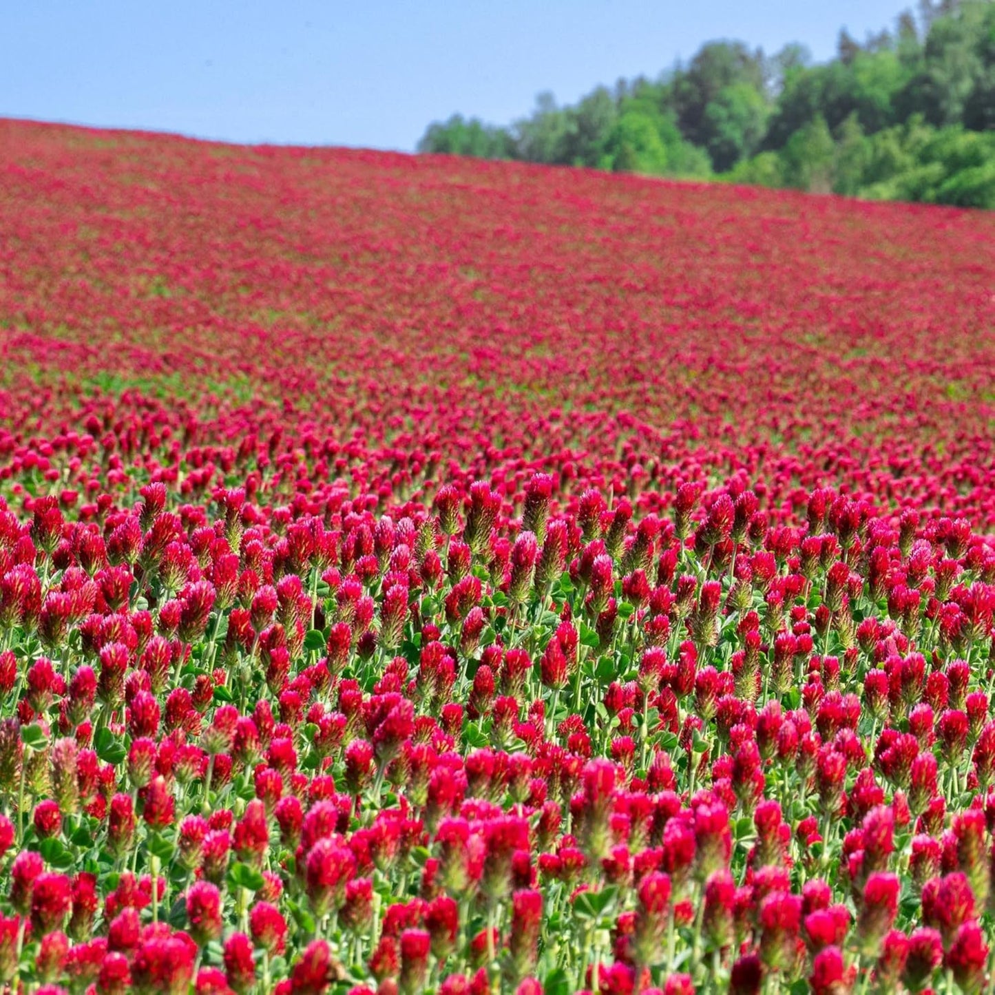 Crimson Clover Seeds for Planting - 25 lb Bulk for Gardens