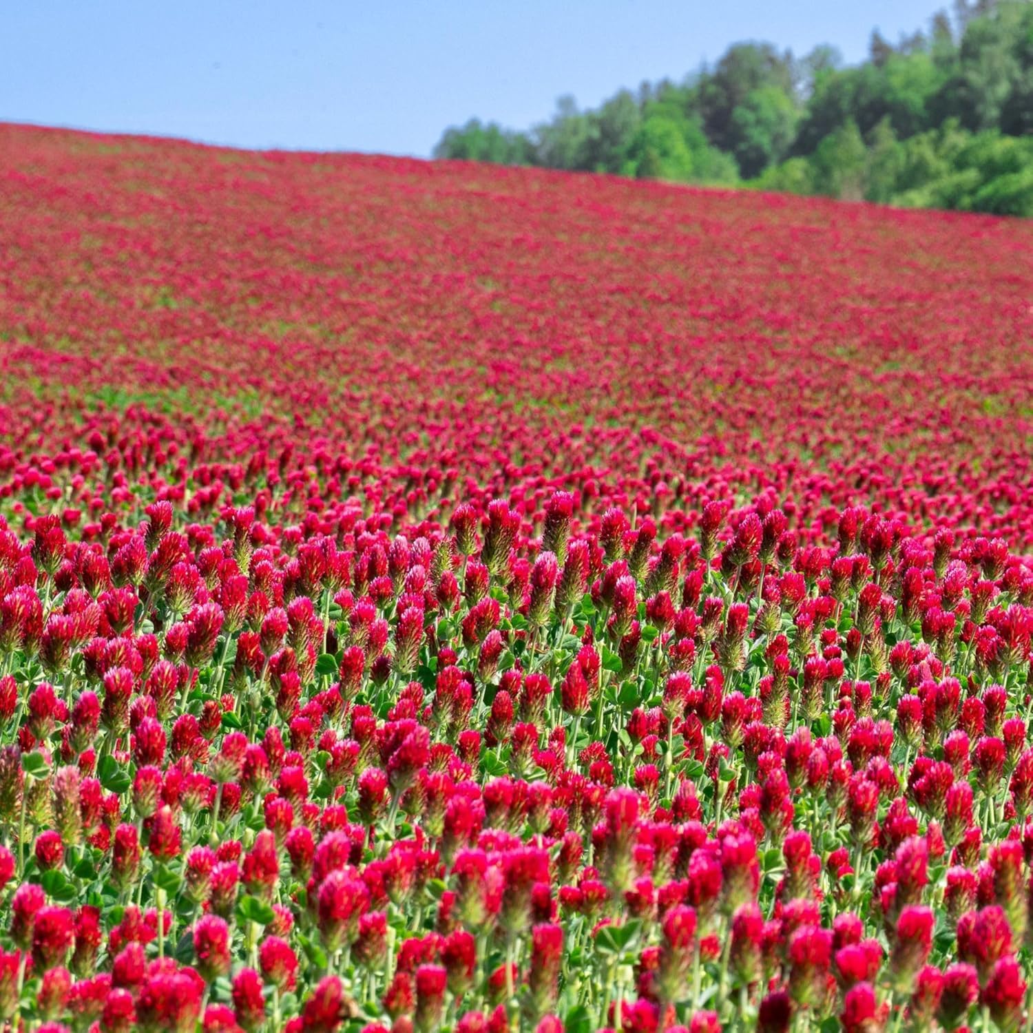 Crimson Clover Seeds for Planting - 25 lb Bulk for Gardens