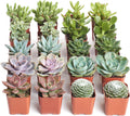 Assorted Succulent Plant Pack - Pack of 20 Live Mini Succulents