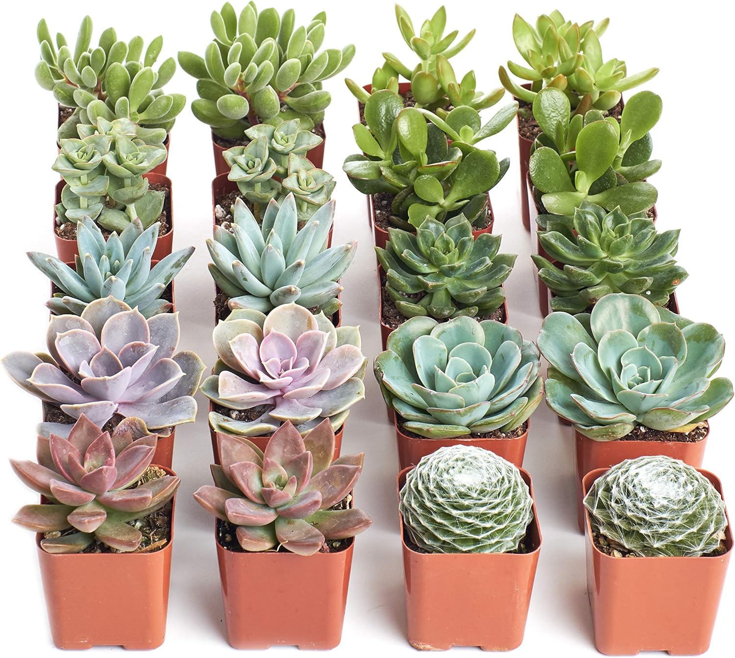 Assorted Succulent Plant Pack - Live Mini Succulent Plants