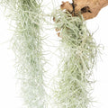 Thick Colombian Spanish Moss Live Strands by Air Plant Shop