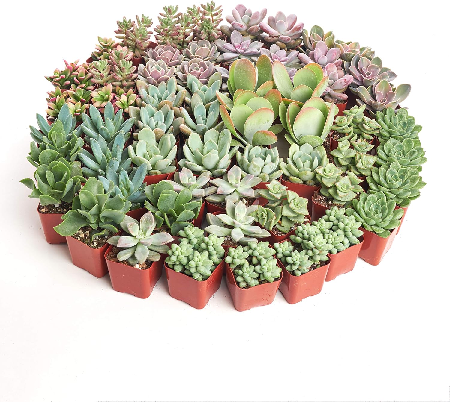 Assorted Succulent Plant Pack Collection - Live Mini Plants