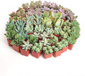 Assorted Mini Succulent Plant Pack Collection - Pack of 40