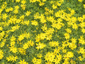 Nana Mouse Ear Tickseed Coreopsis Auriculata - 3 Pint Pots