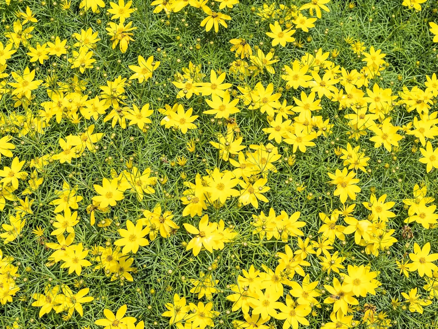 Nana Mouse Ear Tickseed - Coreopsis Auriculata Perennial Plants