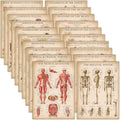 Vintage Anatomy Posters 20 Pack - Laminated 18in x 24in