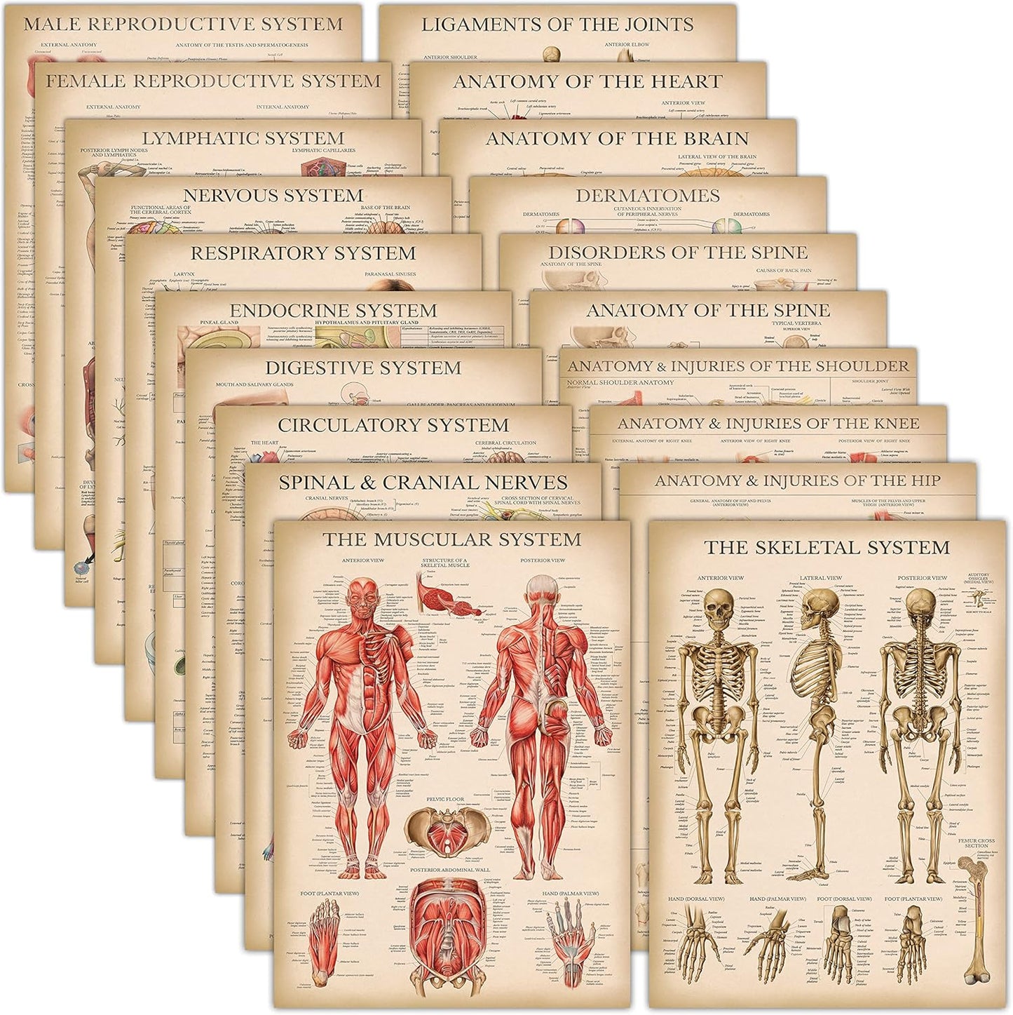 20 Pack Vintage Anatomy Posters for Educational Use and Decor