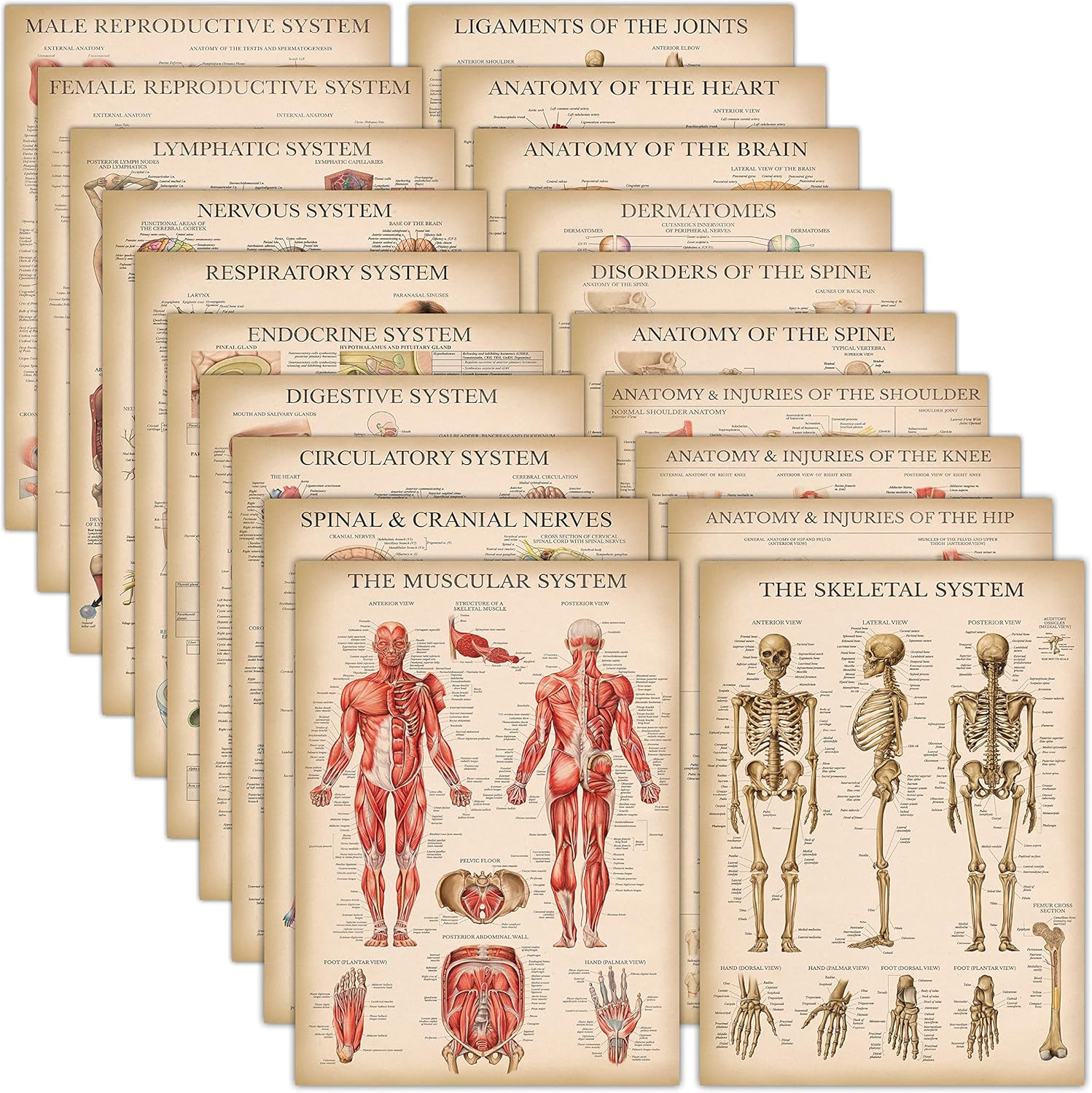 20 Pack Vintage Anatomy Posters for Educational Use and Decor