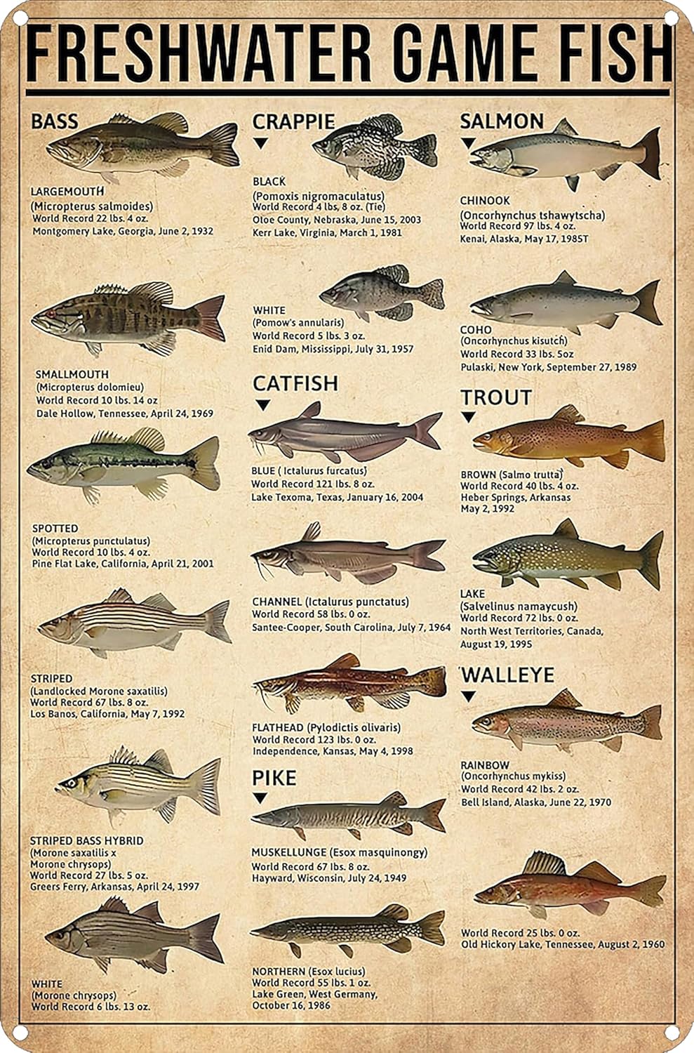 Vintage Fishing Tin Sign: Freshwater Gamefish Knowledge for Man Cave Decor