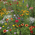 Ferry-Morse Mediterranean Mix Wildflower Seeds 1lb - Bulk Coverage