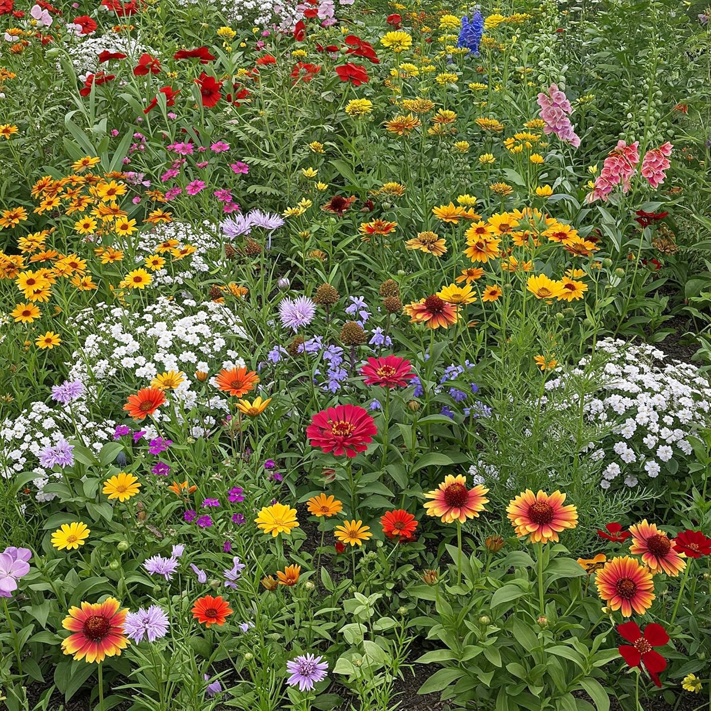 Ferry-Morse Mediterranean Mix Bulk Wildflower Seeds for Gardens
