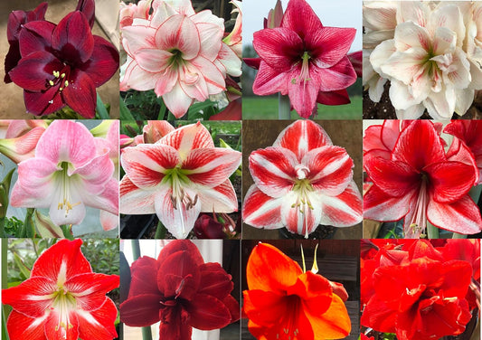 3 Mixed Amaryllis Bulbs Random Mix for Vibrant Gardens