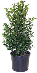 Ilex x meserveae Blue Maid (Blue Holly) - Large Evergreen Specimen