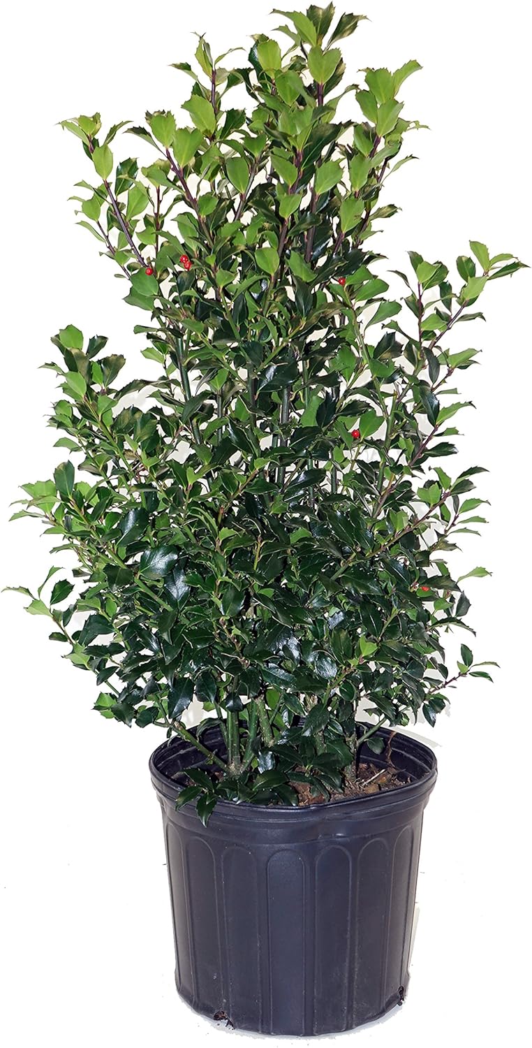Ilex X meserveae 'Blue Maid' Blue Holly Evergreen Plant Review