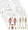 20 Pack Anatomical Posters Laminated - Durable 18in x 24in Set