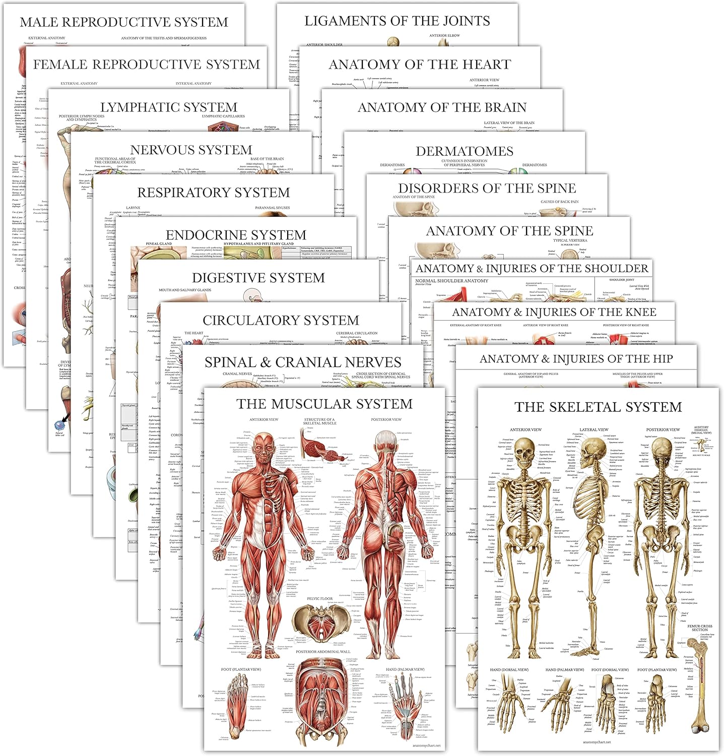 20 Pack Anatomical Posters for Comprehensive Learning Experience