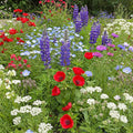 Ferry-Morse Red, White & Blue Mix Flower Seeds 1lb - Large Coverage