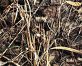 Realtree Max-7 Canvas Tough Duck 600D Fabric - Water-Resistant Yard