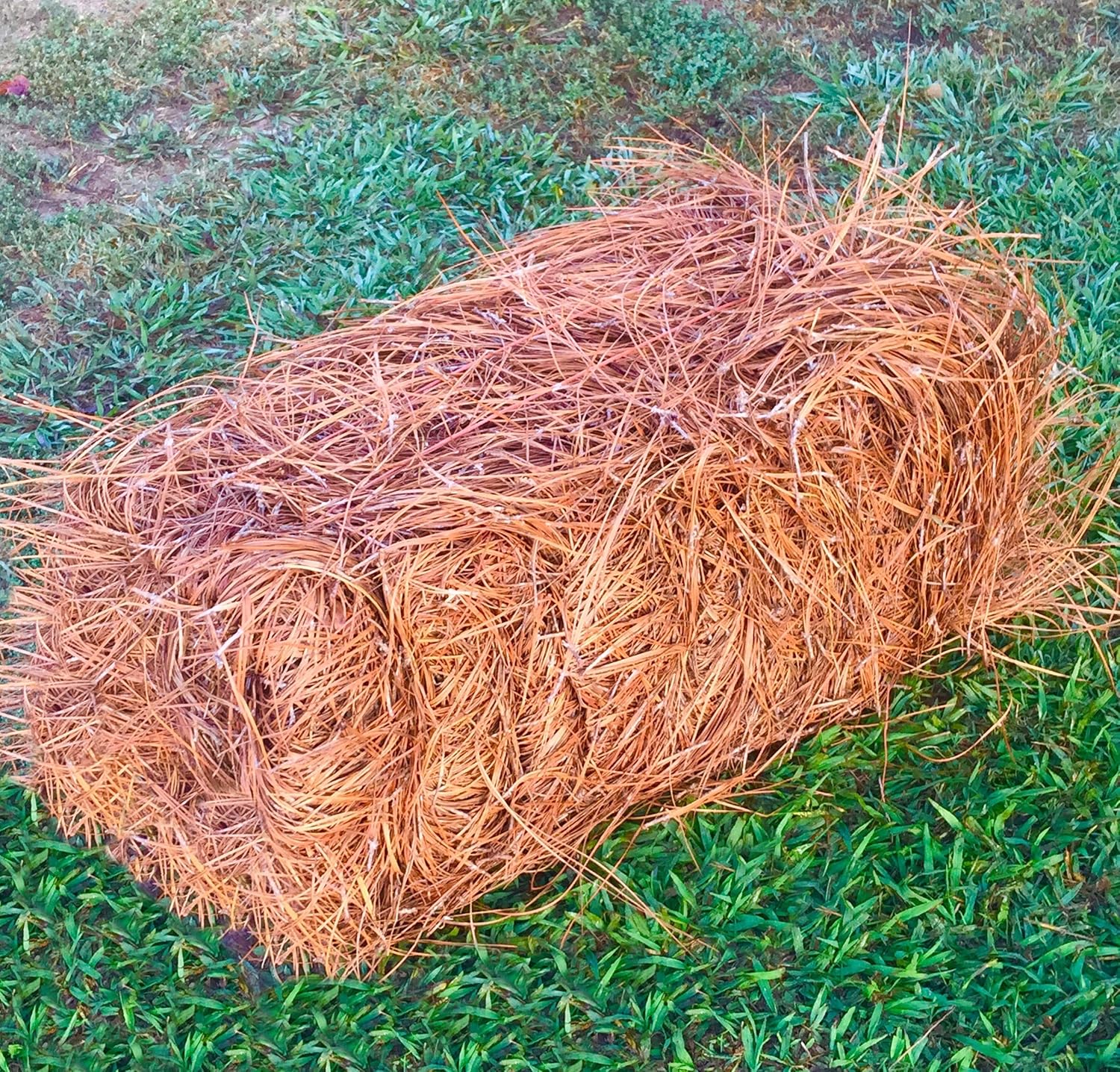 USA Premium Pine Straw Mulch for Eco-Friendly Gardening Needs