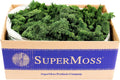 Super Moss Reindeer Moss Preserved Forest Green, 3lbs - Natural Accent